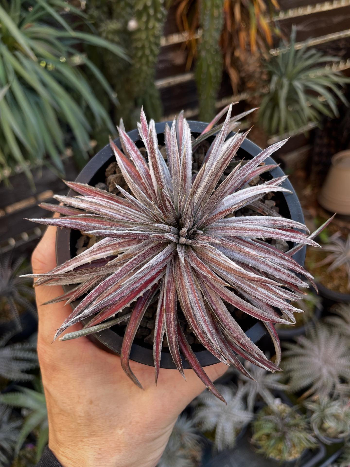ディッキア Dyckia argentea affinis (mezii) ディッキア Dyckia