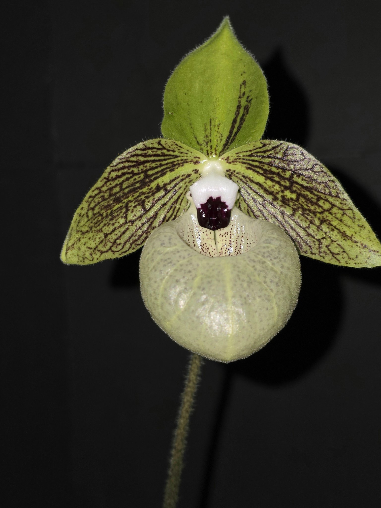 Cleisocentron malipoensis orchid from China