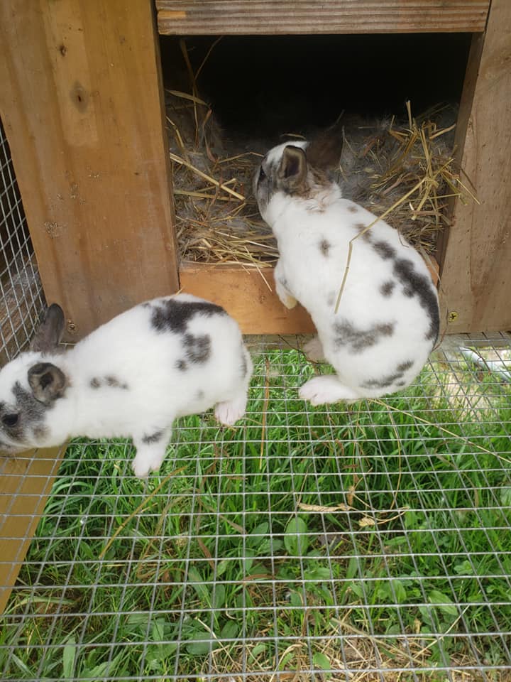 Rebel Ridge Rabbits | Normalville PA