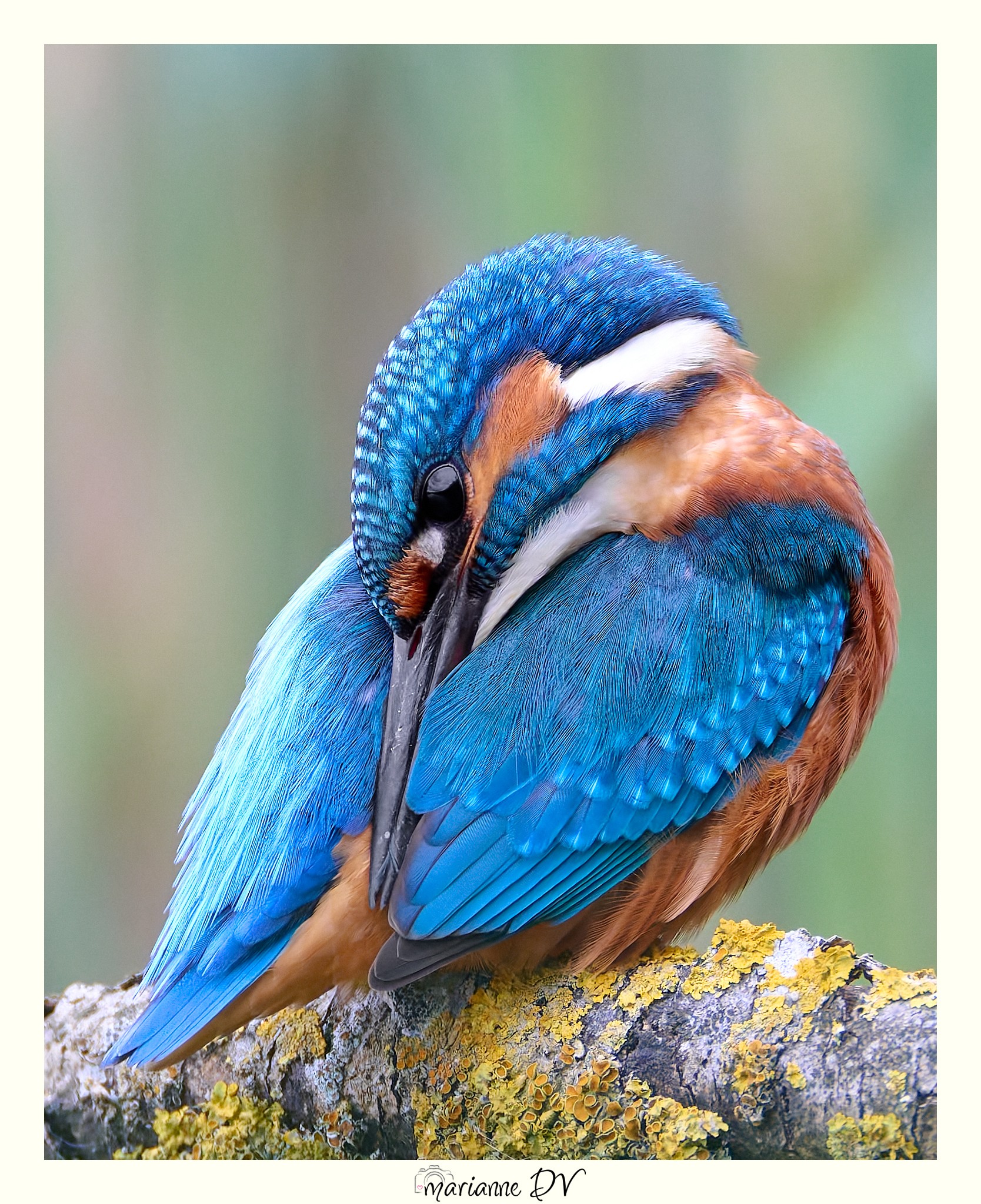 Kingfisher. Nikon Z8 icm Nikkor 180-600 Z. F 6.3. 1/1000s. 600 mm