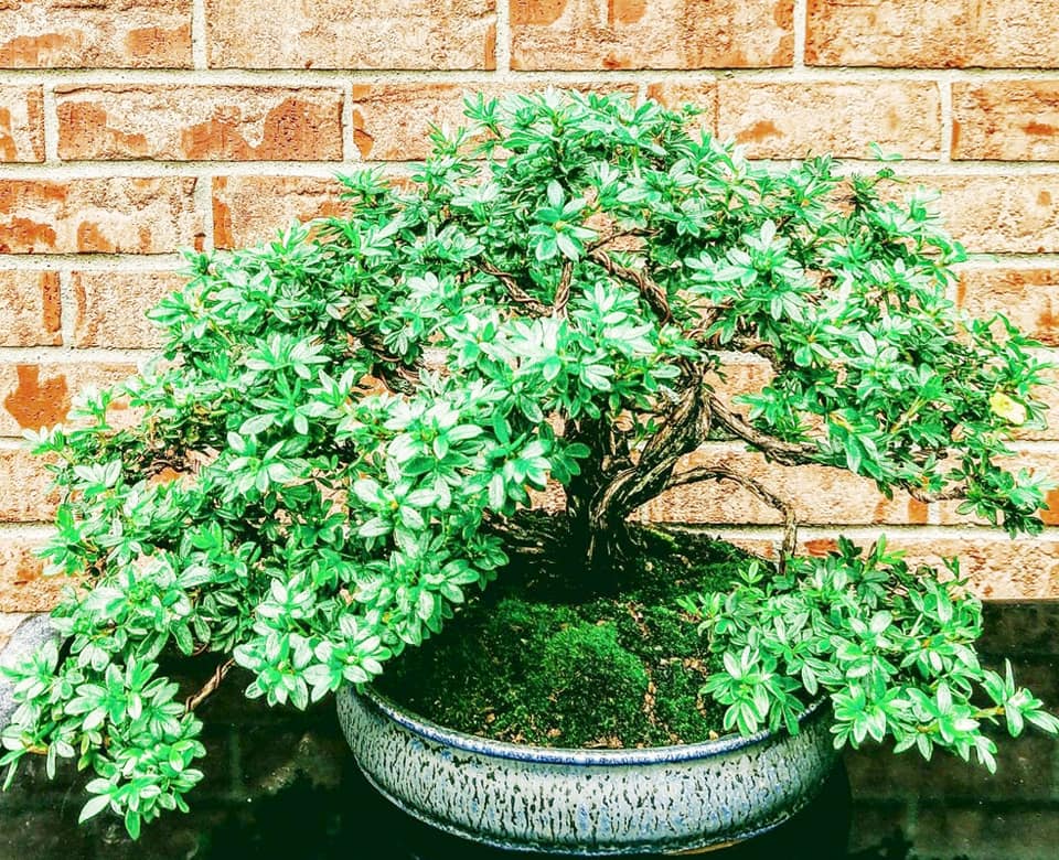 Congratulations to Jennifer... - Quattlebaum Bonsai Nursery