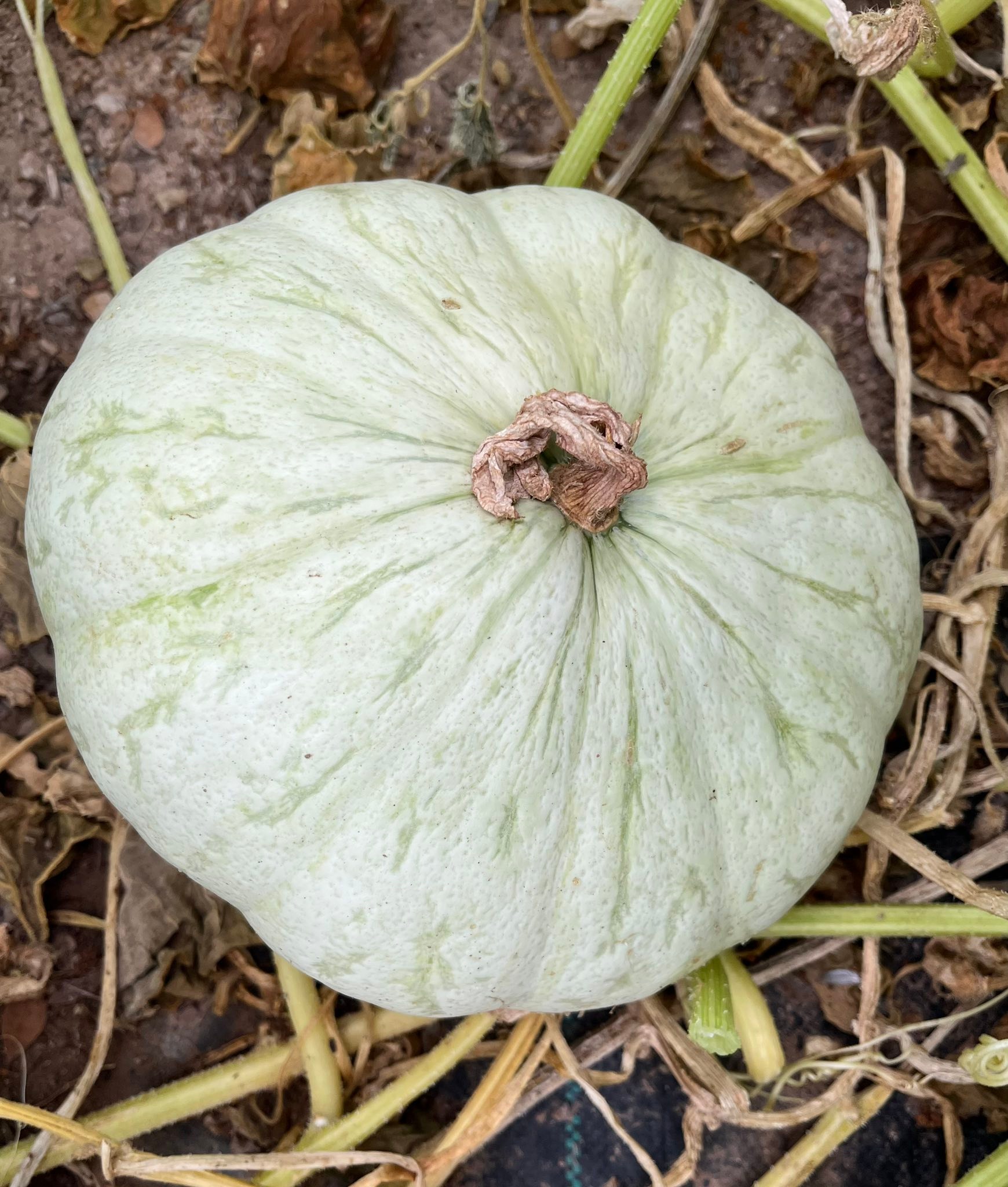 Kabocha winter squash identification