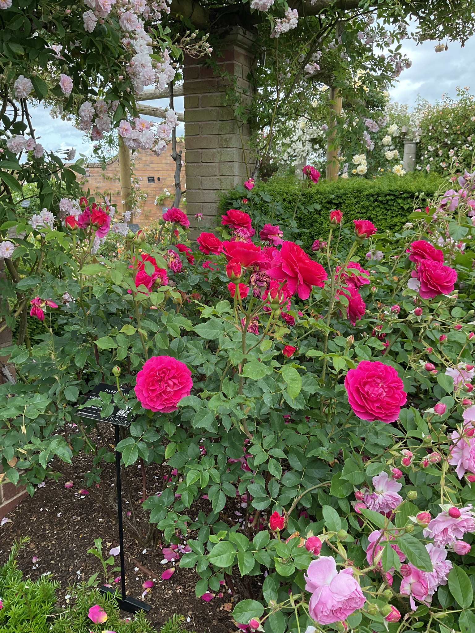 Finding Retired David Austin and Other Roses | Facebook