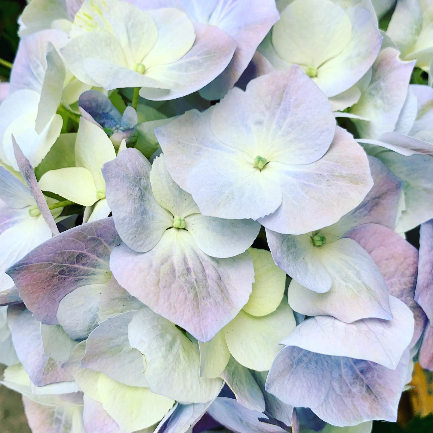 Plant Lovers - A sample of our stunning Hydrangea 💖...