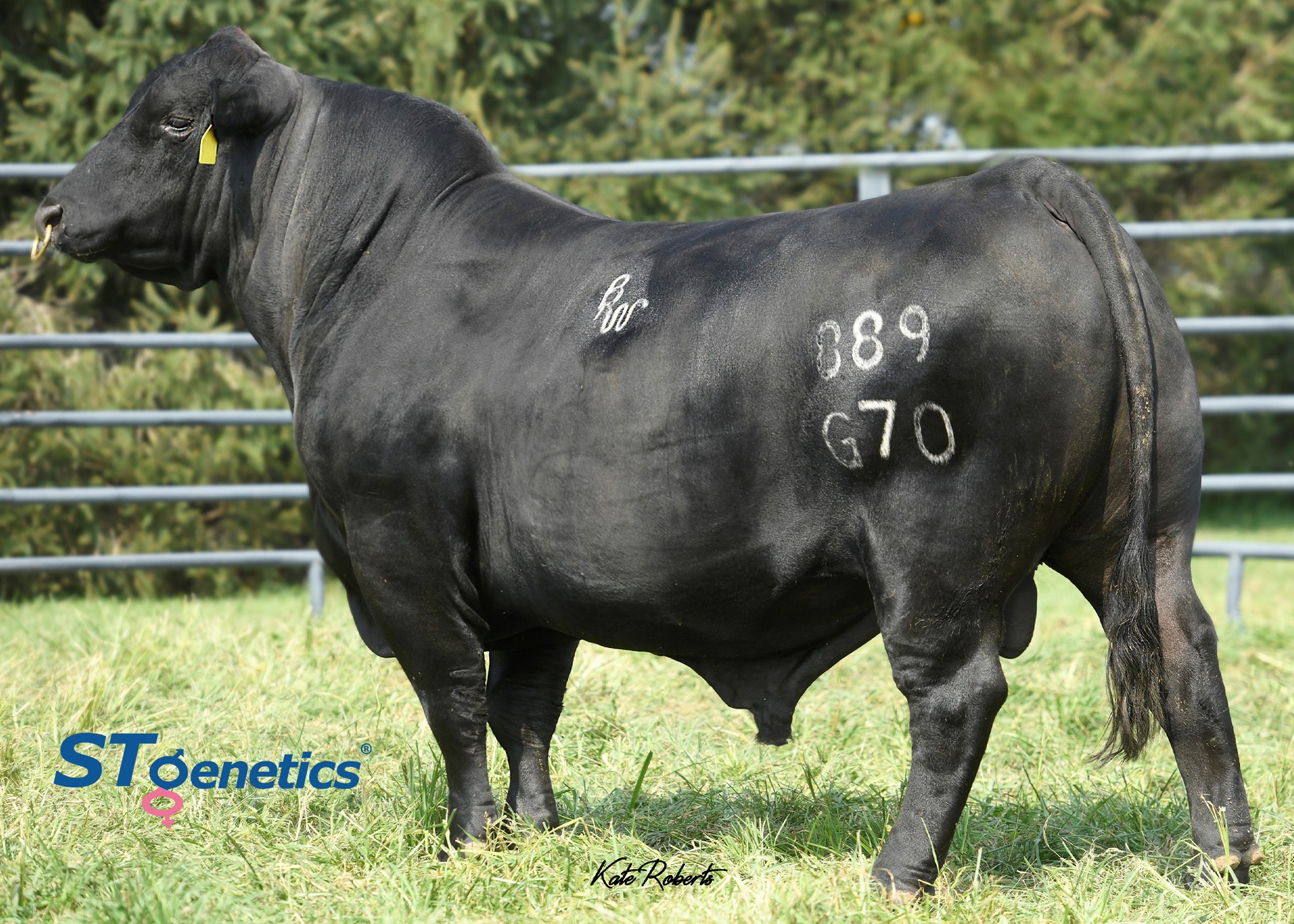 STgenetics Beef - GENETICS THAT WILL LEAVE A LASTING IMPACT! P4's LAST ...