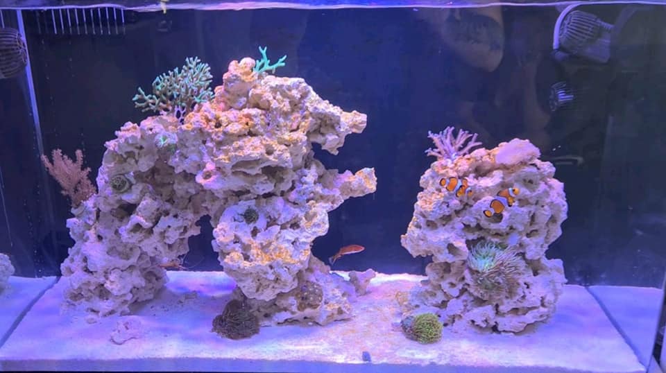 Photo inspiration: Cheap Reef Tank Upkeep Tips Reference: Reef Aquarium Maintenance