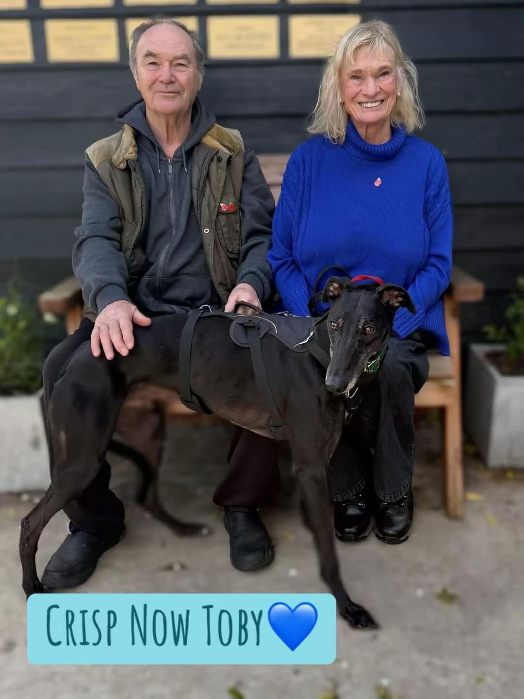 Clarks Farm... - Clarks Farm Greyhound Rehoming Centre