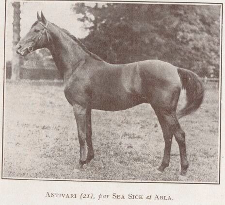 Antivari is the son of Sea Sick and the grandson of Saf Saf