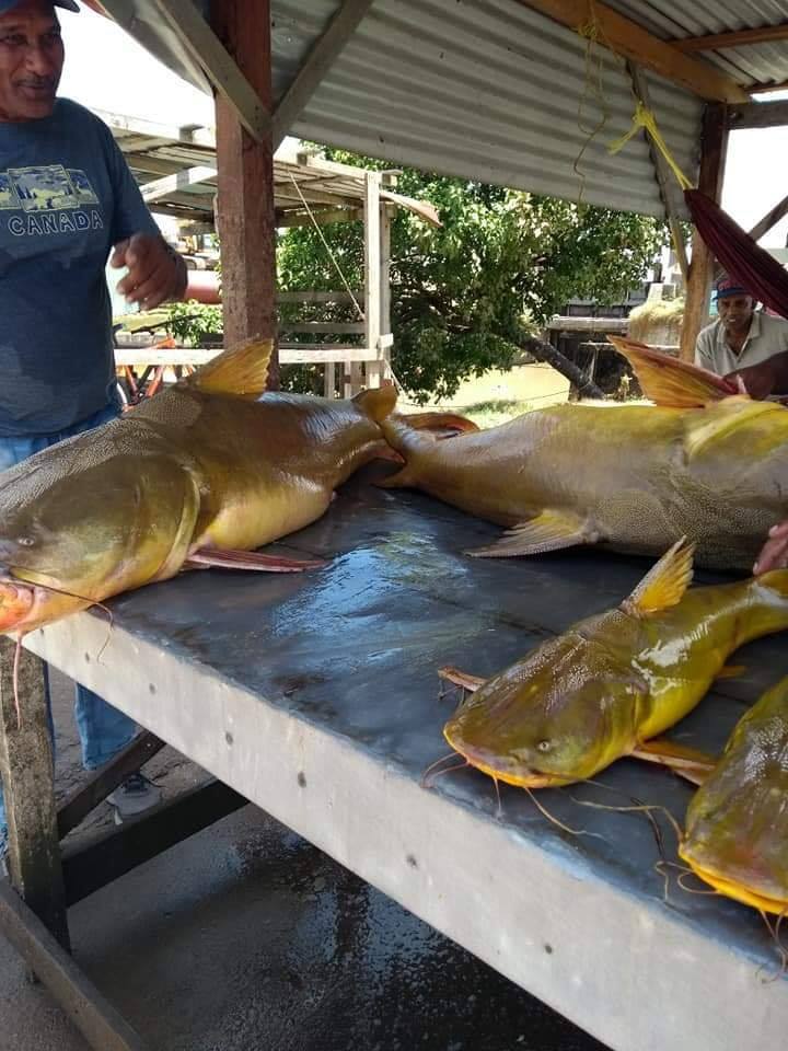 Visit Guyana - Gilbaka is one of the most sought after... | Facebook