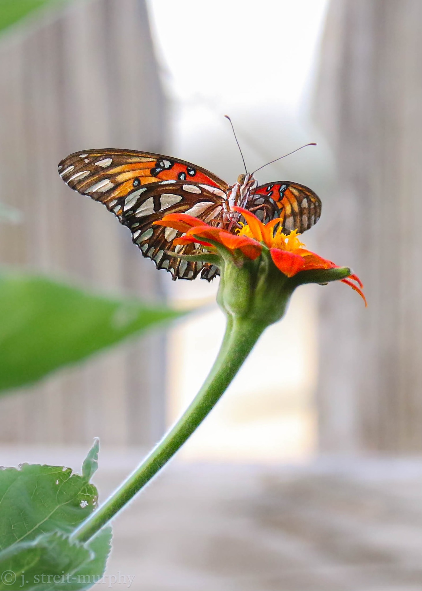 So Orange and bright, Gulf Frittilaries sure love tithonia! West N 