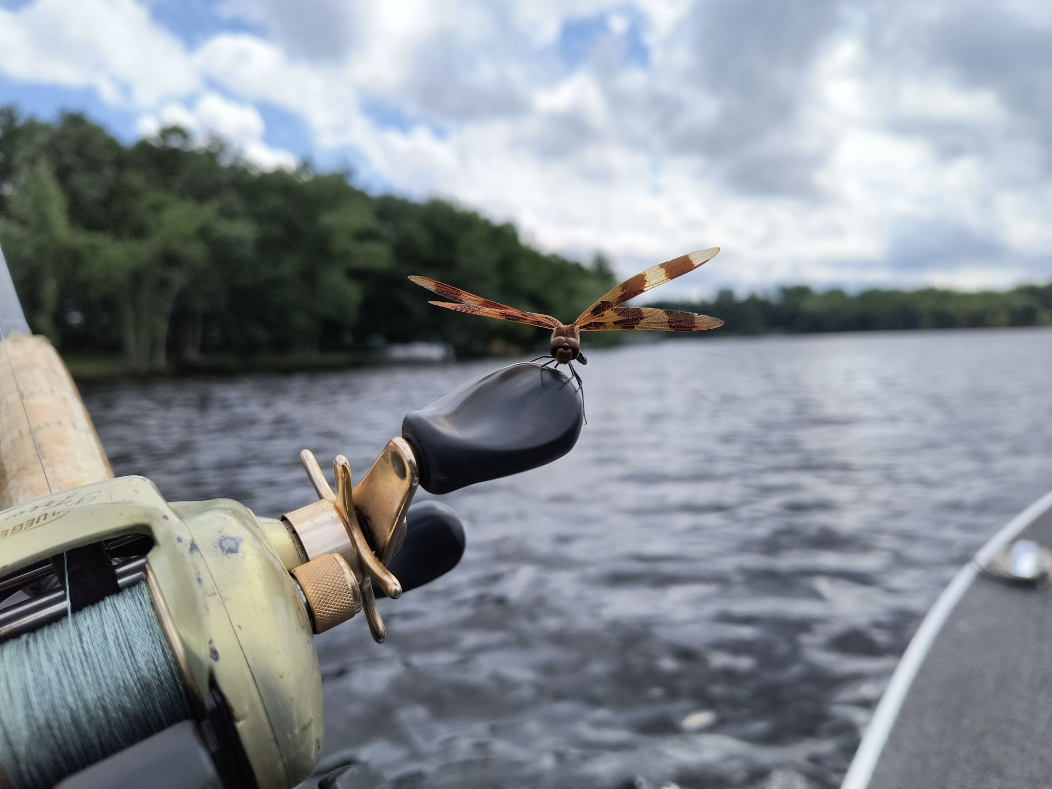 dragon flight fishing pole SilverChry 2 x Rods, Small Dynamic Kite No Wind for Flying, Suitable for Children from 3 Years Sporting Goods Need a secondary Greys Fly Fishing Single Handed