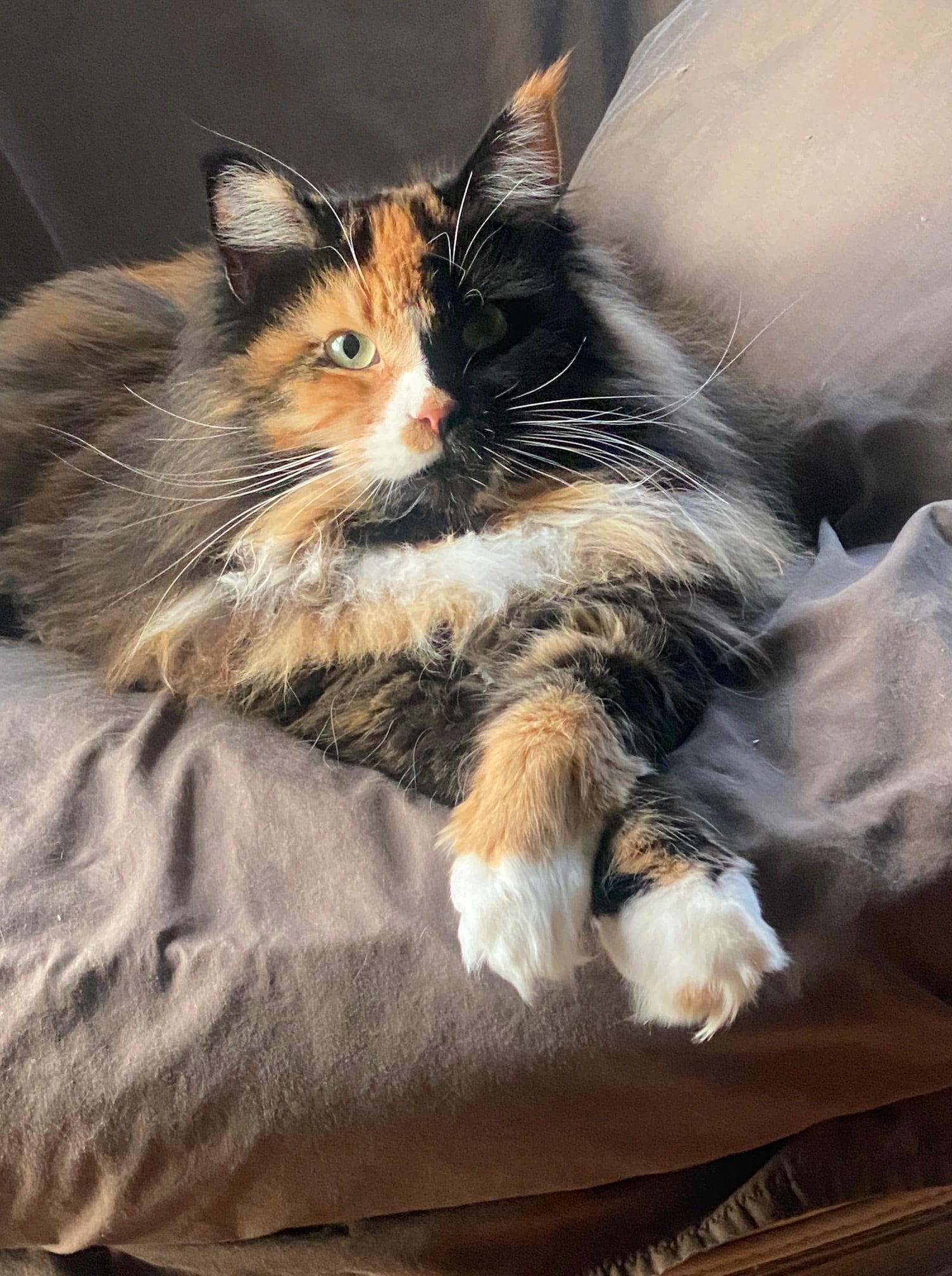 Update 1/23: Found! MISSING PET: Skyline Drive area Jackson