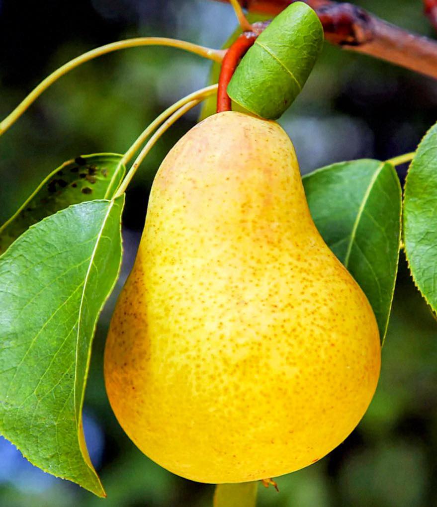 What kind of pears have tough skin and sweet taste?