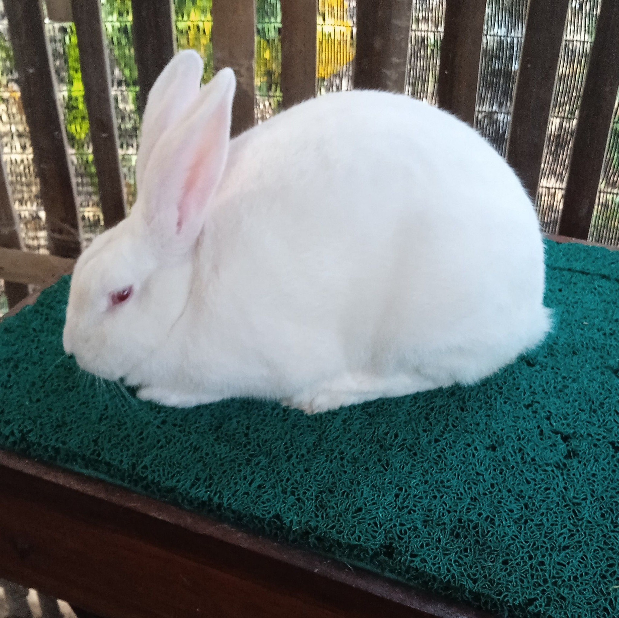 new Zealand meat rabbits | With this body weight she has already been ...