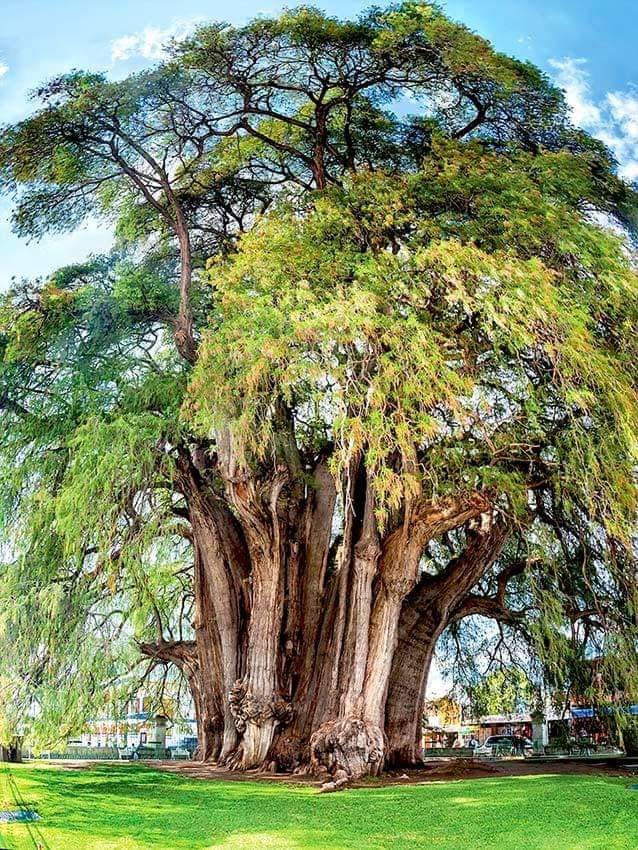 Árbol del Tule. ¿Sabías que en México se encuentra el árbol con el ...