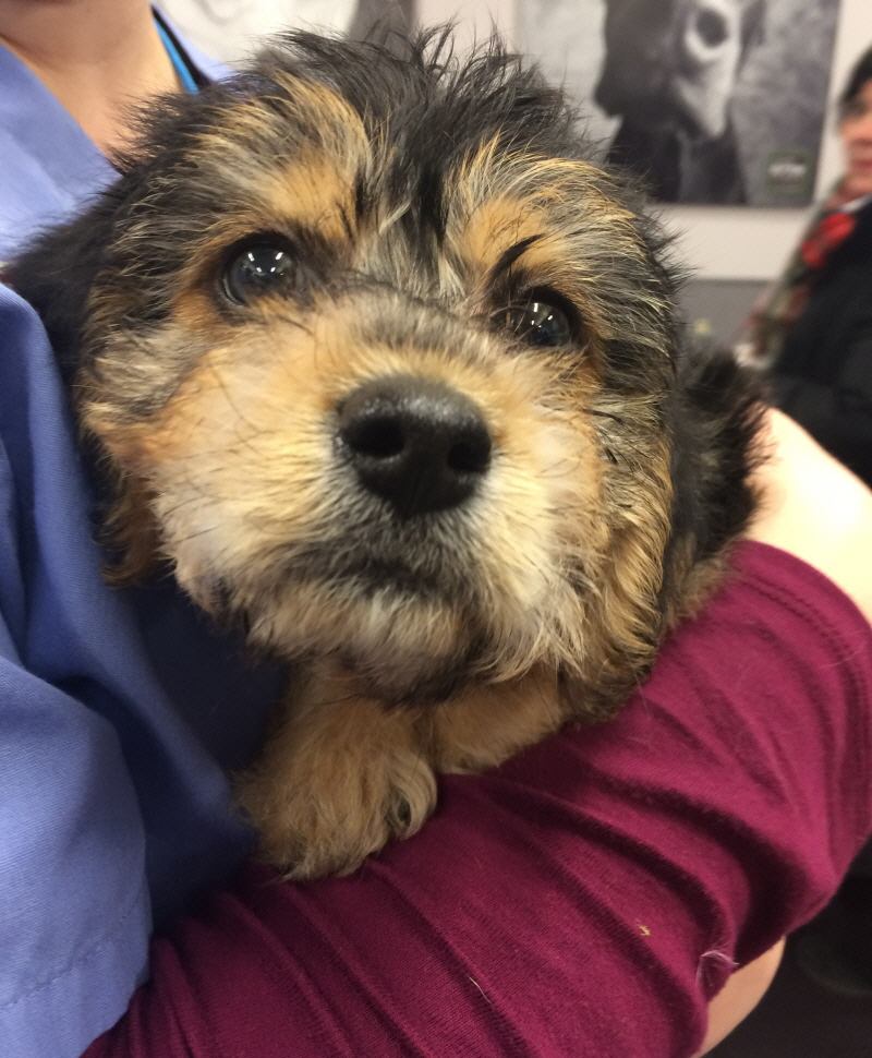 ATTENTION! Chewy has an... - VCA Blum Animal Hospital | Facebook