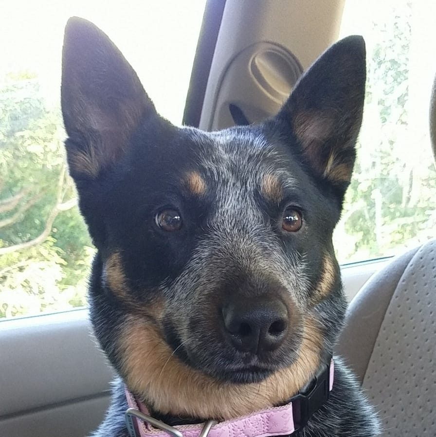 After all the attention he was... - Small Town Mini Heelers | Facebook