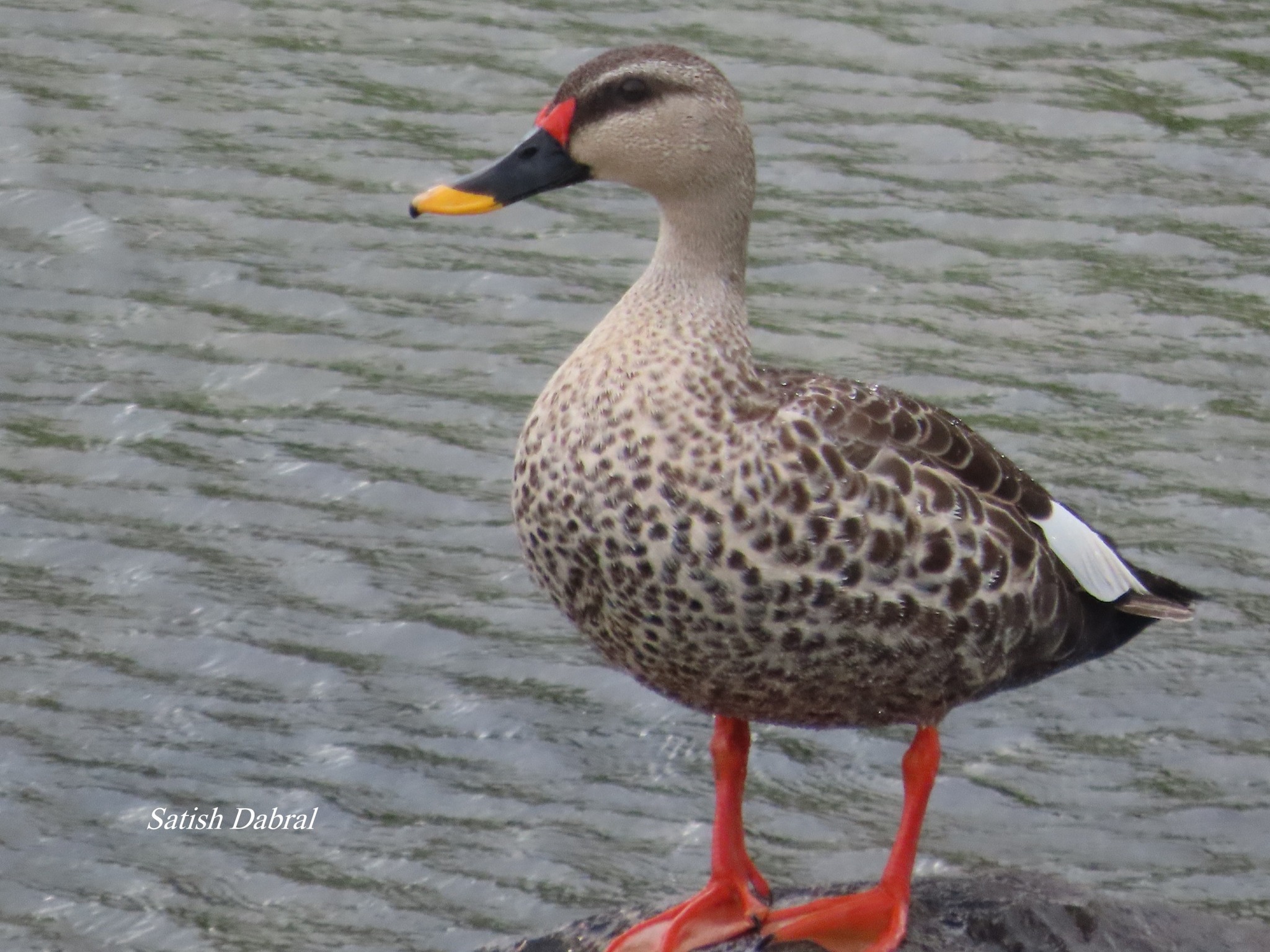 indian-birds-indian-spot-billed-duck-14-07-2025-facebook