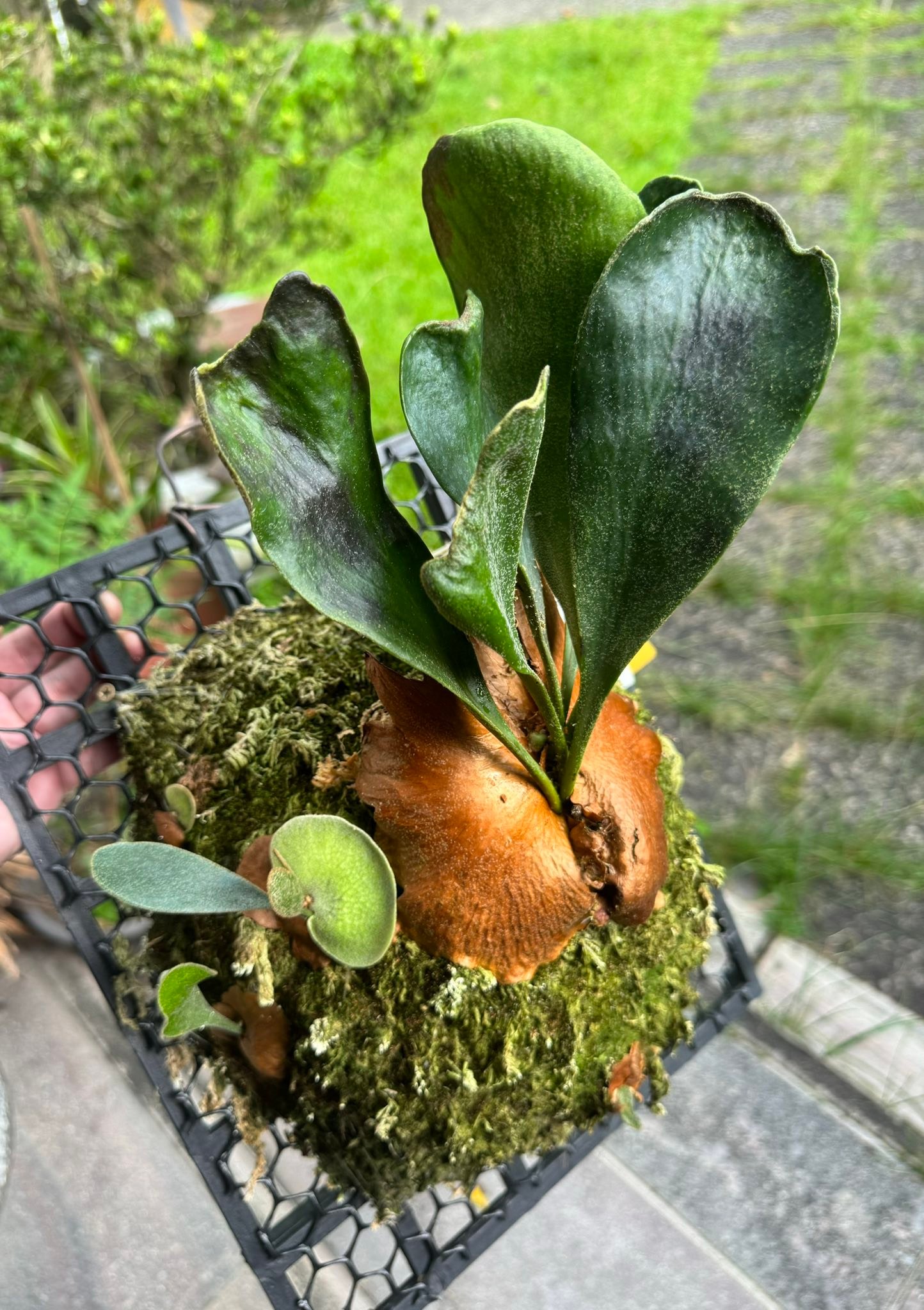 観葉植物 kin-norn spore thick leaf#2 pup