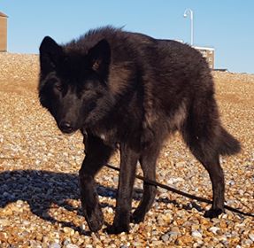Pupdate: Last 2 babies looking... - Watermill Wolves Wolfdogs | Facebook