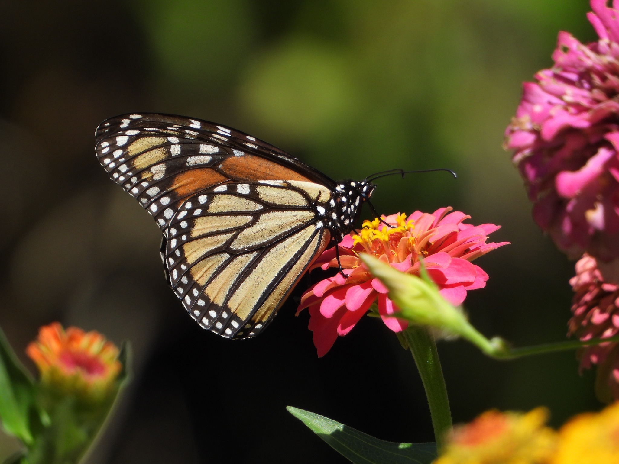 Zone 6b Garden | Question, will Zinnia reseed themselves for next year ...