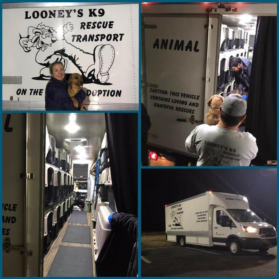 Pupdate🐾🚚 The pups are all... - Operation Freedom Ride, inc. | Facebook