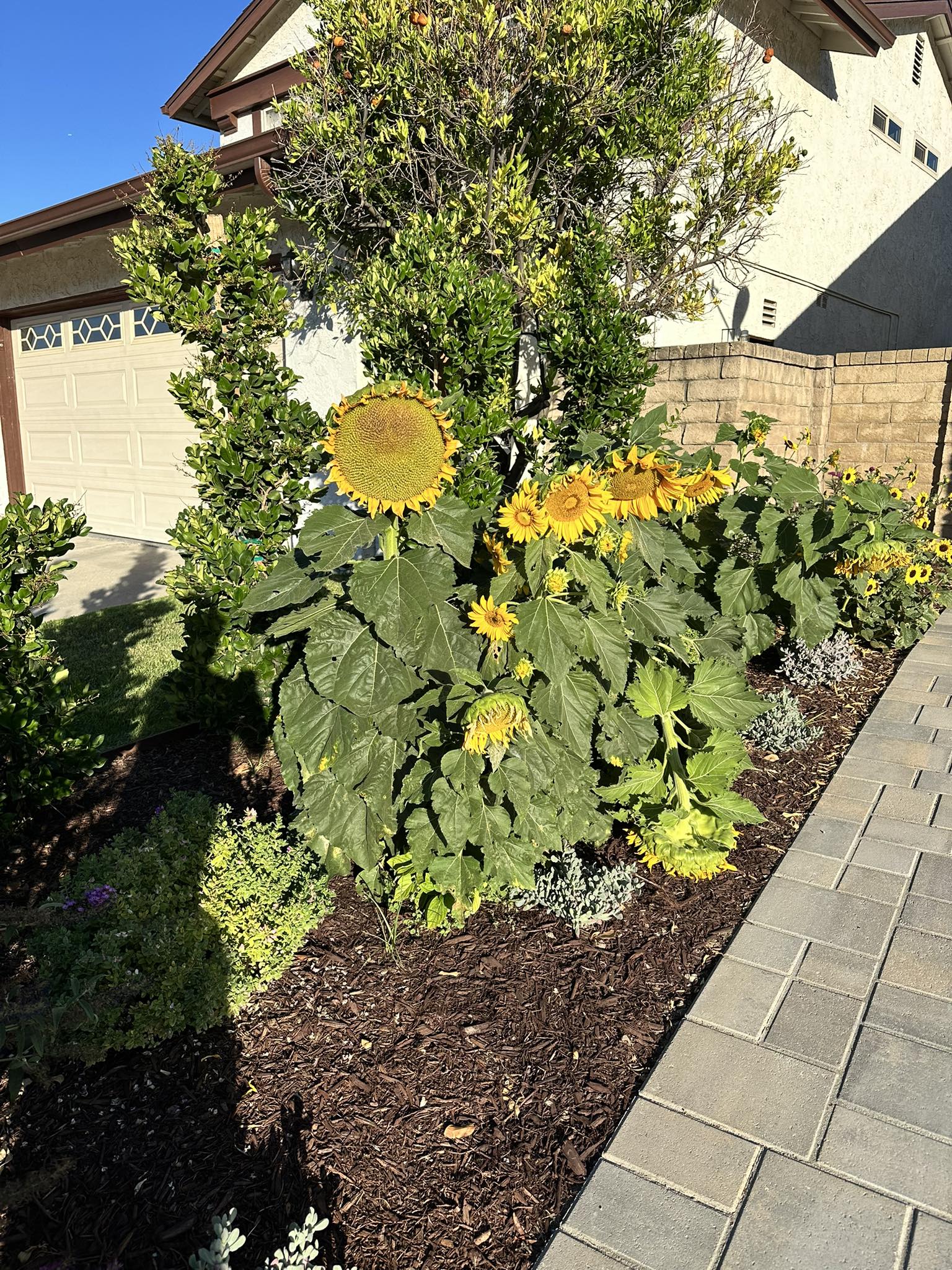 What is this wild plant in my zone 9 sunflower garden?