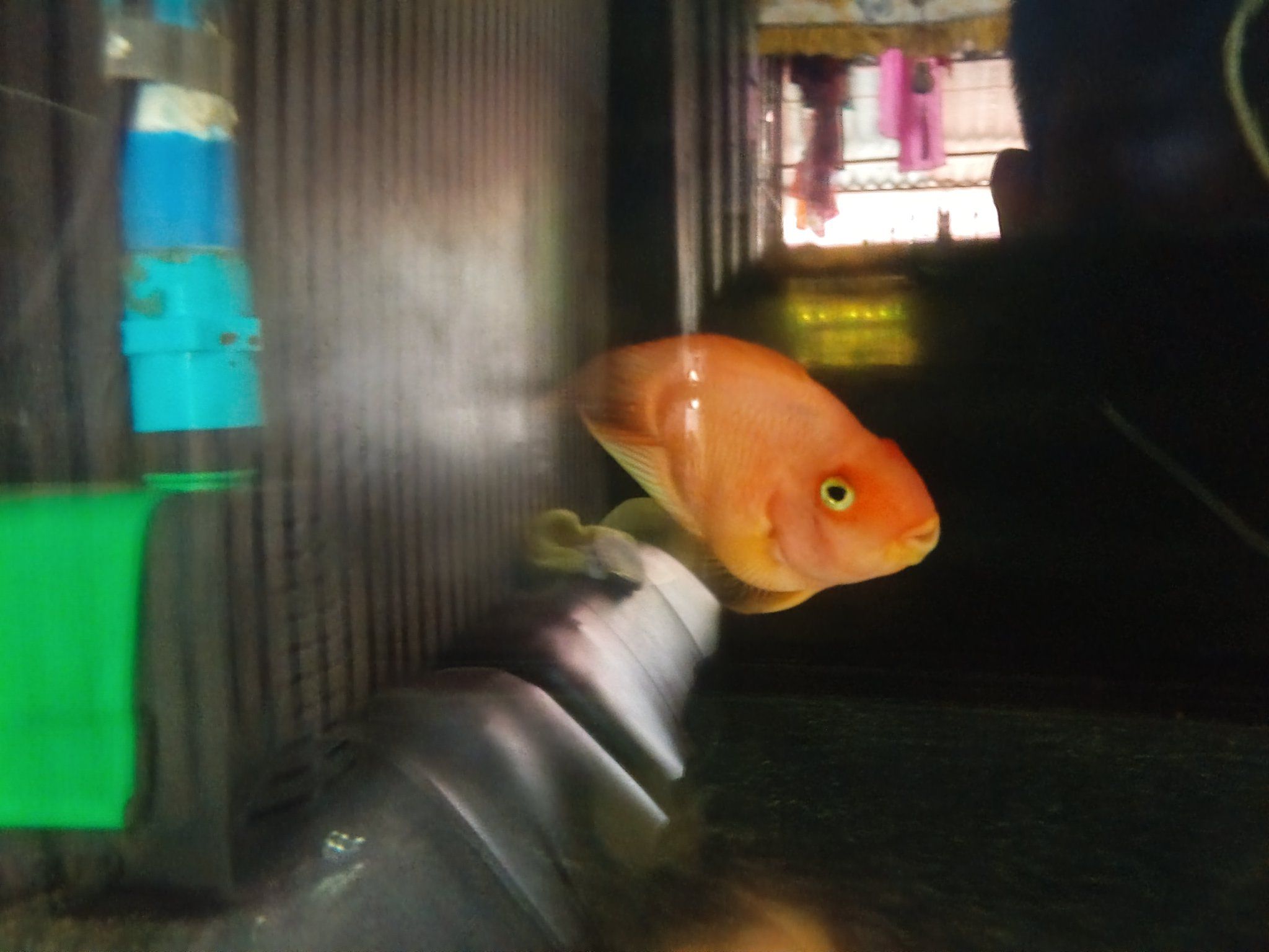 Blood Parrot Cichlid Care: Size, Behavior, Tank Mates