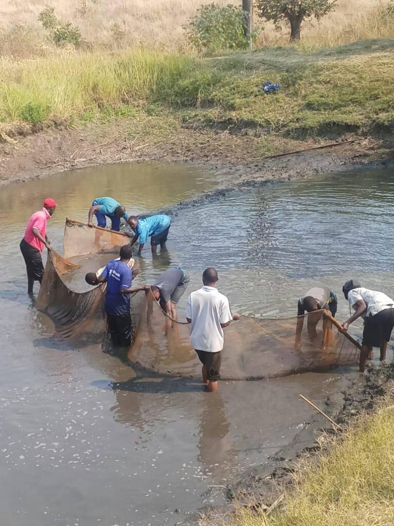 Karonga Fisheries & Aquaculture Development - KFAD | Karonga