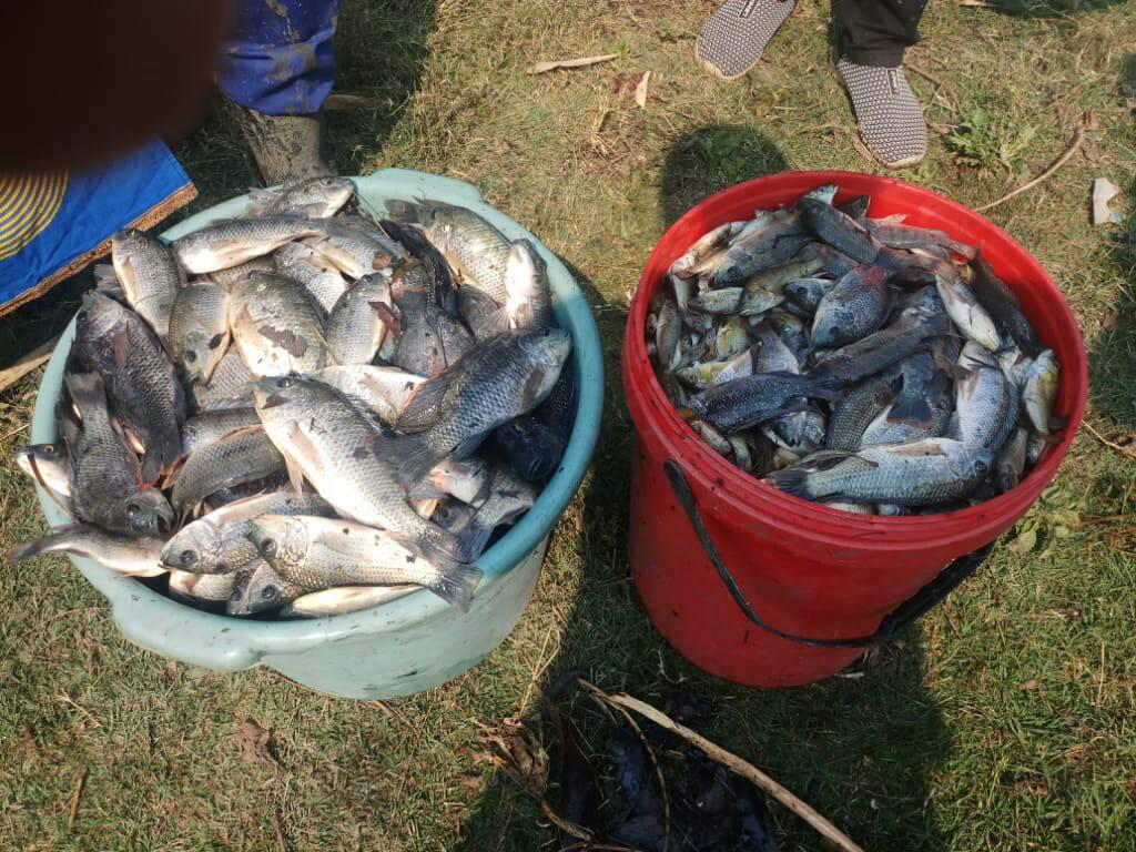 Karonga Fisheries & Aquaculture Development - KFAD | Karonga