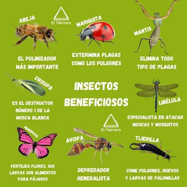 Plantas y Flores - Aprendiendo sobre los insectos beneficiosos para la ...