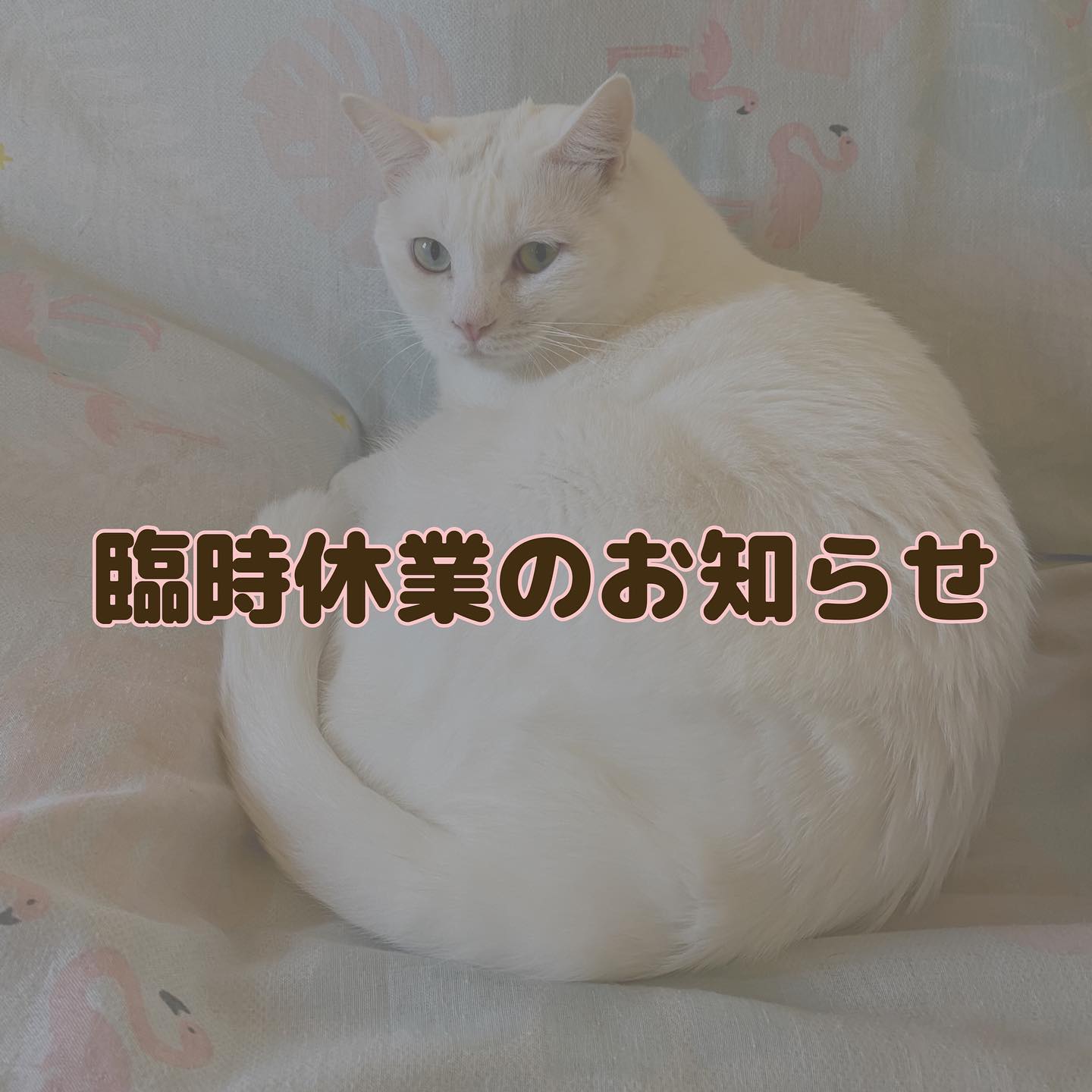 猫カフェ Nekoru - ねこる | Kurume-shi Fukuoka