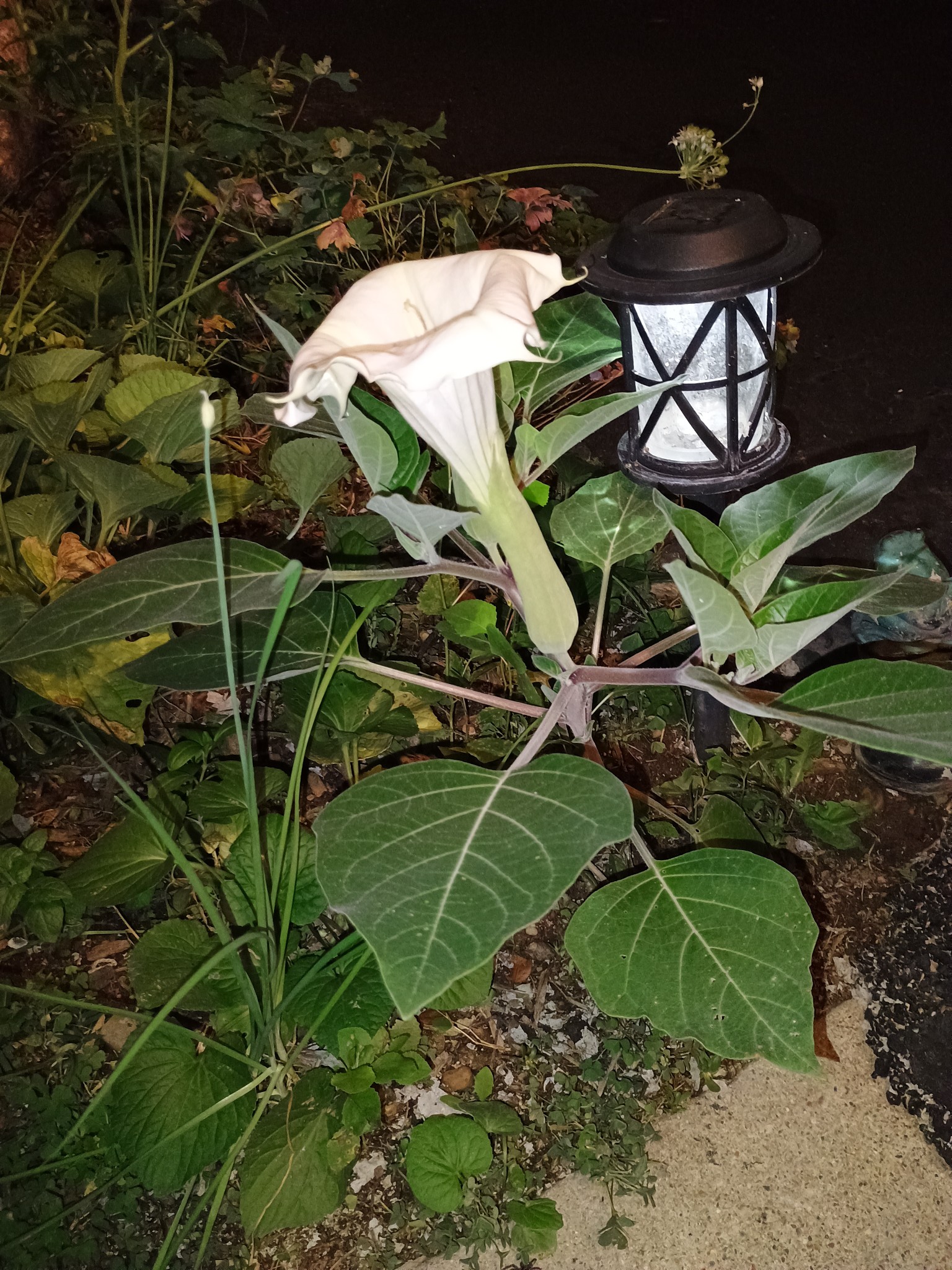 Sacred datura night bloomer appears in garden