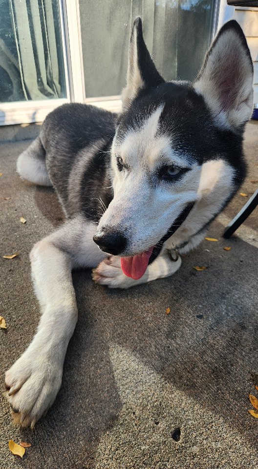 Lost male Siberian Husky with red collar in Pleasant Hill