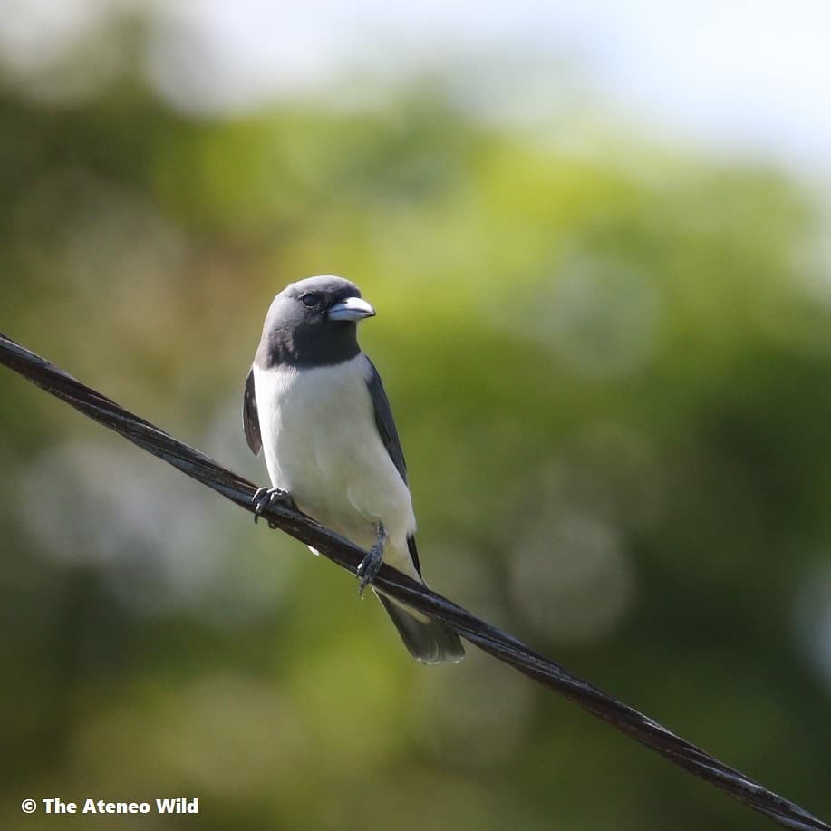 The Ateneo - Hello freshies! This handsome white-breasted woodswallow ...