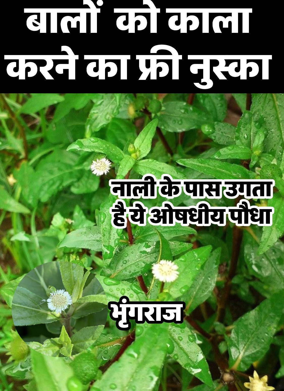 Rathi Anshu - भृंगराज (Bhringraj) को आयुर्वेद में बालों को... | Facebook