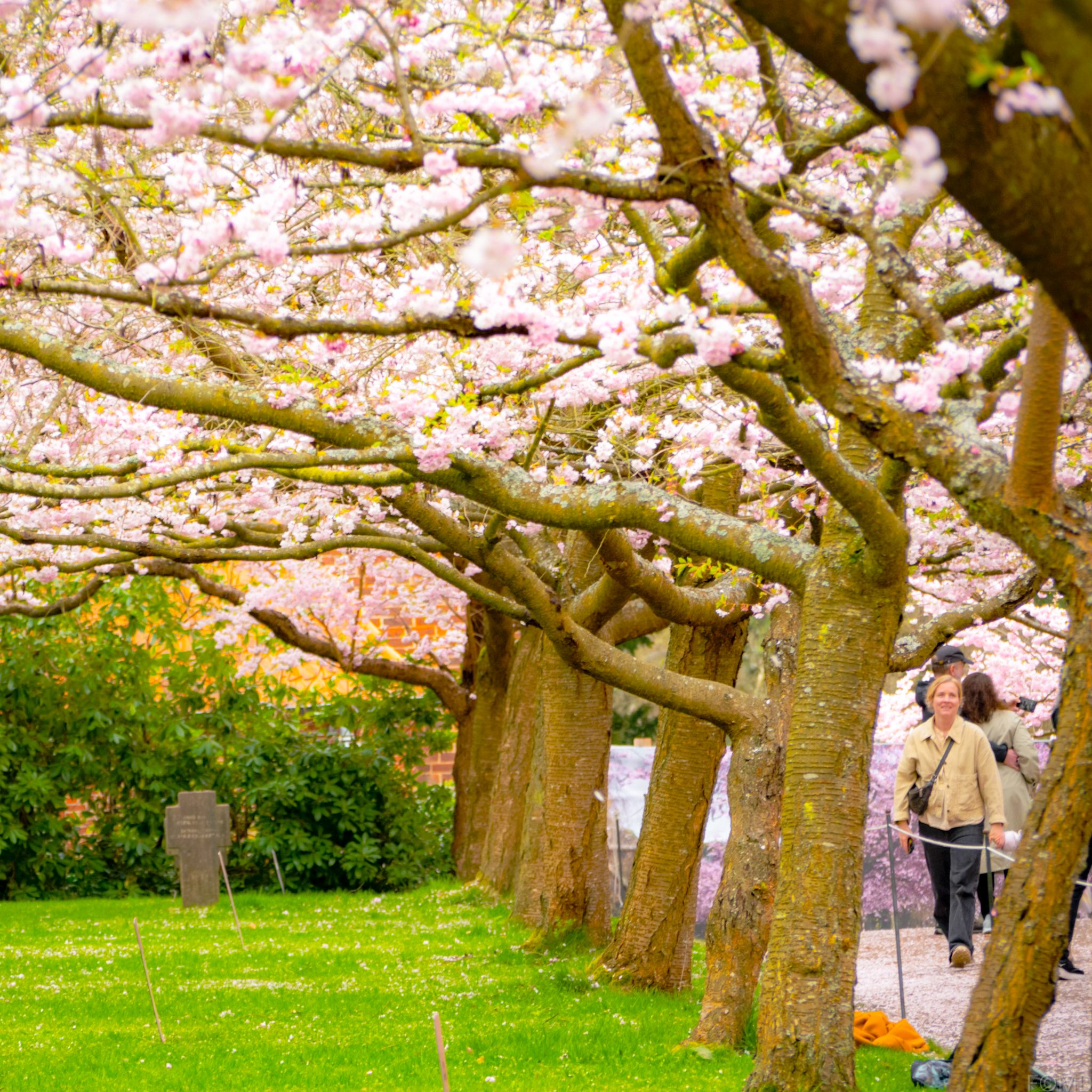 The blossoms are in full bloom at Bispebjerg Kirkegård 🌸🌸🌸