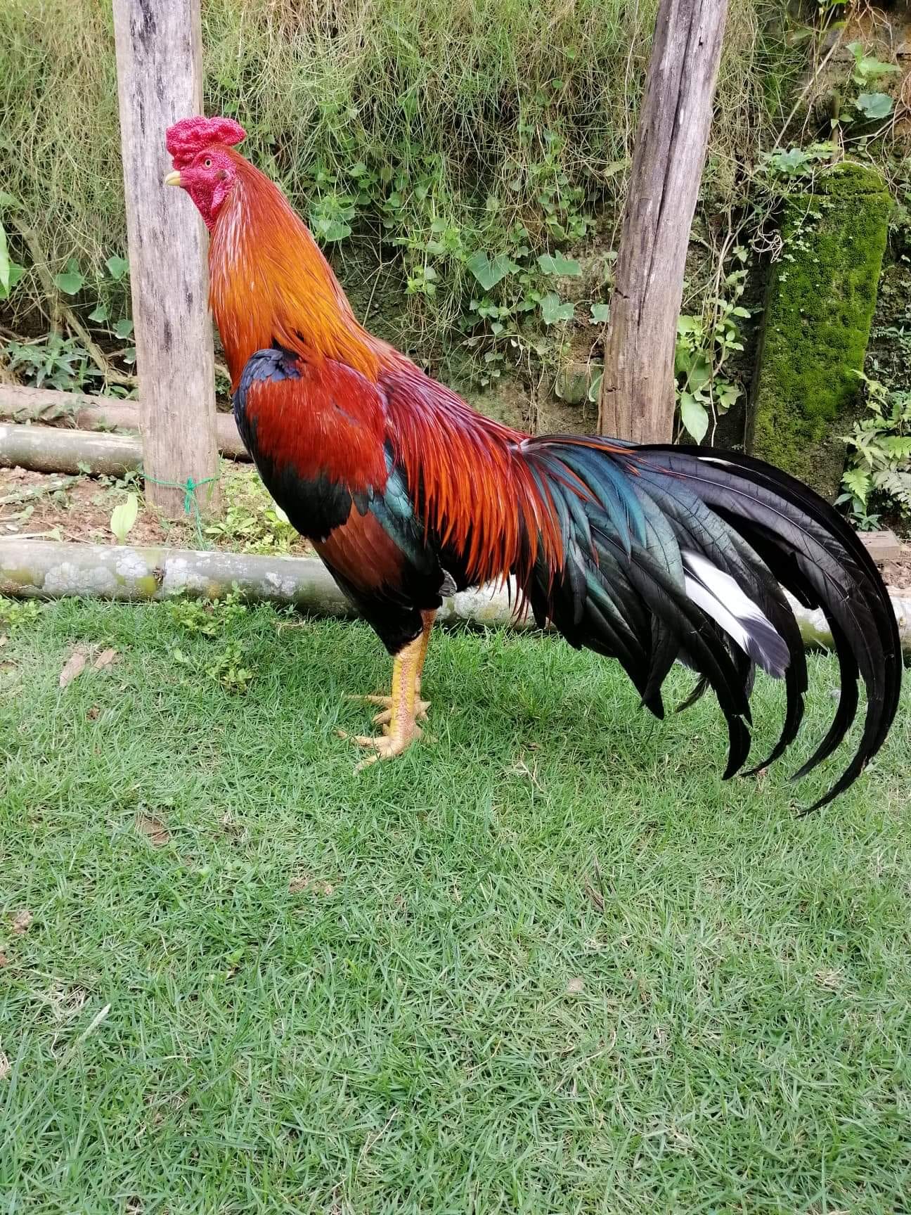 ไก่ชน ค่ายเขาใหญ่ chicken fight