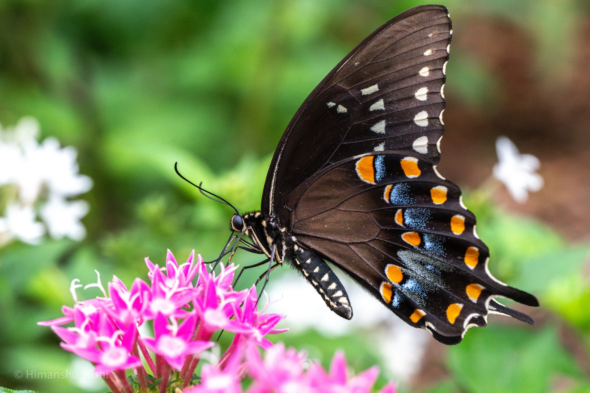 Florida Botanical Gardens butterfly photos with Nikon Z8