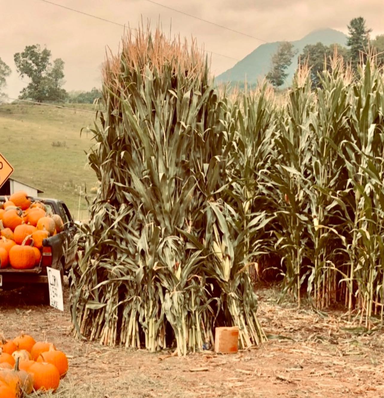 Blue Ridge Giant Pumpkin Growers Association | Facebook