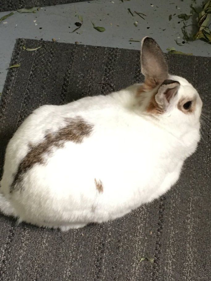 The story behind this picture:... - Alabama Rabbit Rescue | Facebook