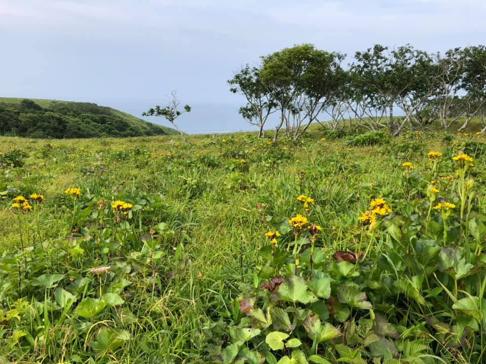 7月12日 原生花園あやめケ原1 あやめまつりは終わりましたが、あやめ