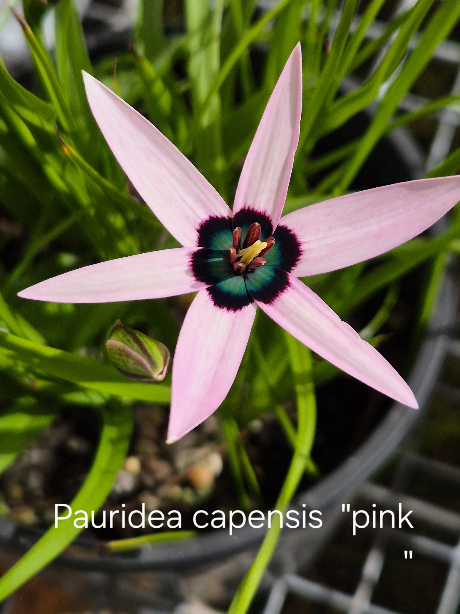 Rare Pauridia species like capensis and scullyi