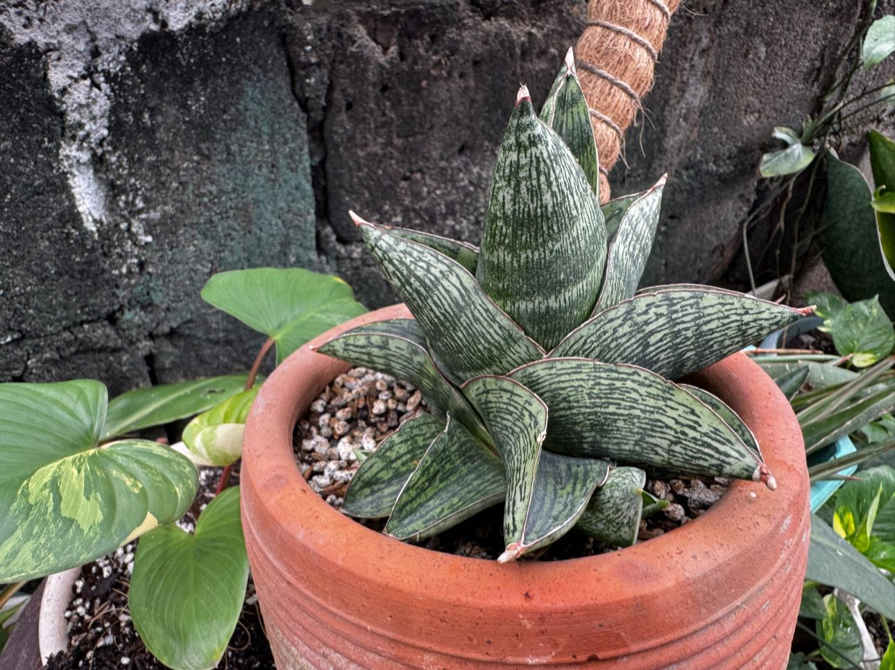Z*n様 サンスベリア Sansevieria Manny Pacquiao​