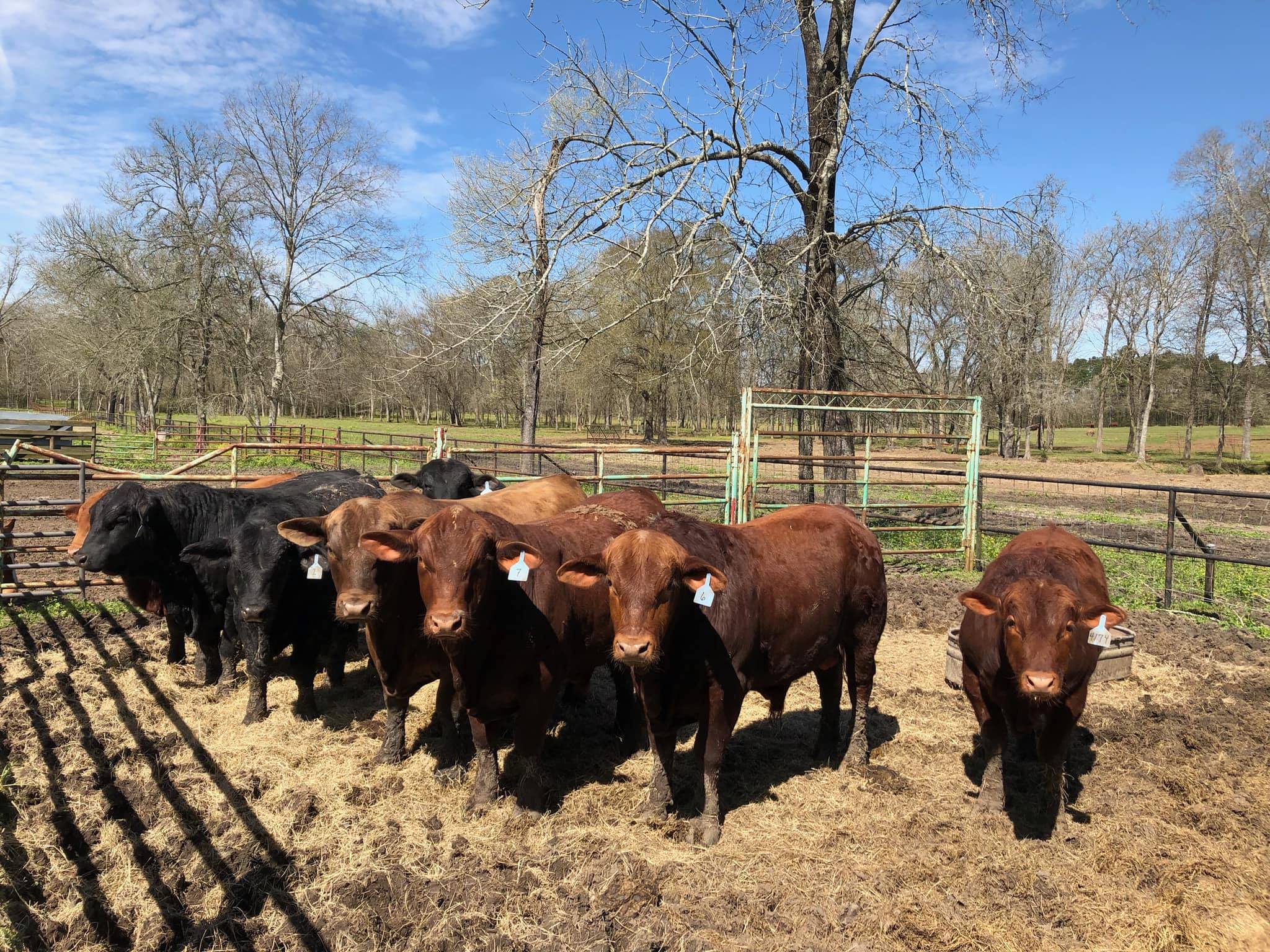 Looking for Brangus bulls I have them.... - Stofa Rosa Ranch | Facebook