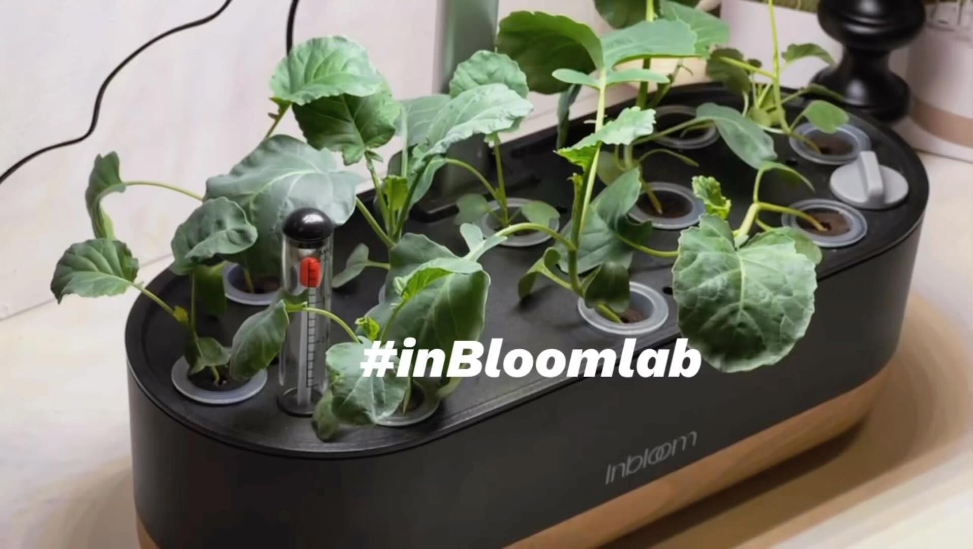 Inbloom | Irvine CA