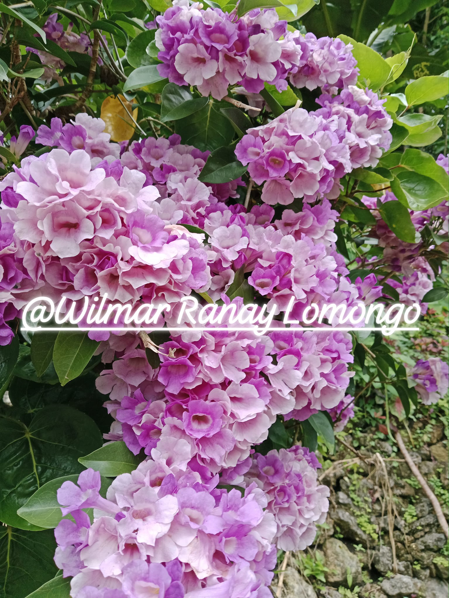 Wilmar Ranay Lomongo