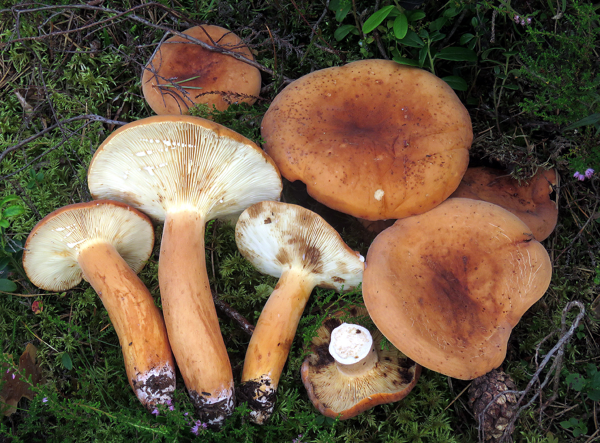 suomen-sieniseura-finlands-svampv-nner-ry-finnish-mycological