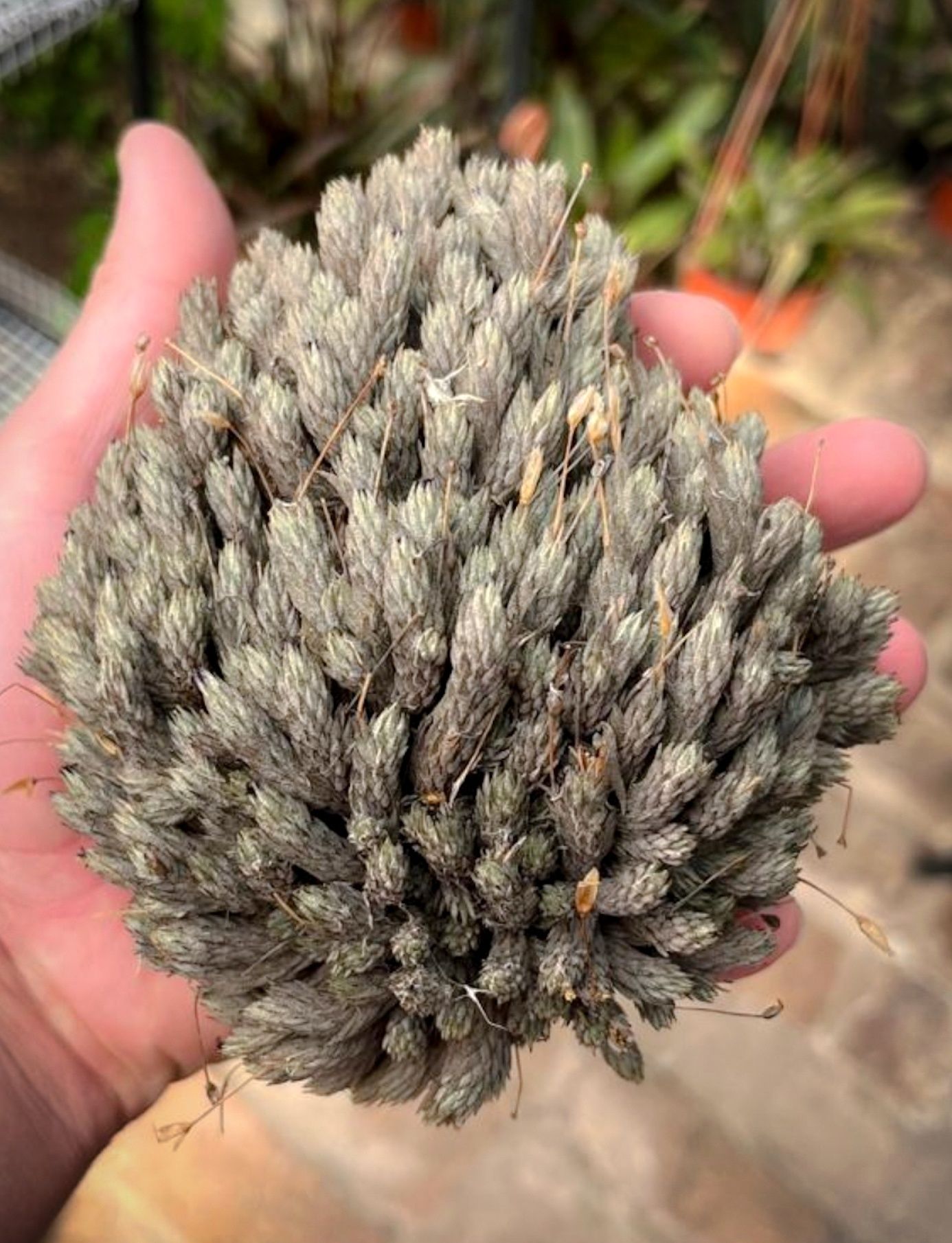 Tillandsia pedicellata (in full bloom)
