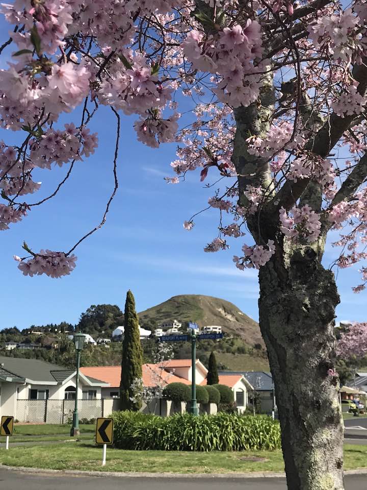 The view from my window | Springtime in Napier, New Zealand🐝🐝🐝🐝🐝 | Facebook
